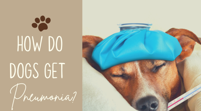 How Do Dogs Get Pneumonia: A Complete Guide to Understanding and Prevention Pneumonia in Dogs