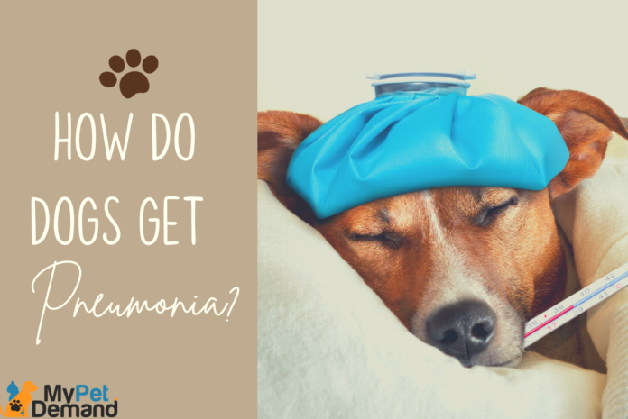 Pneumonia in Dogs