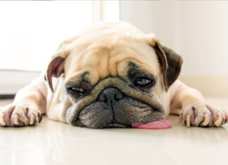 How Long Can a Pug Be Left Alone? A Complete Guide to Responsible Pug Parenting Can we leave a pug alone for 9 to 11 hours during the day?