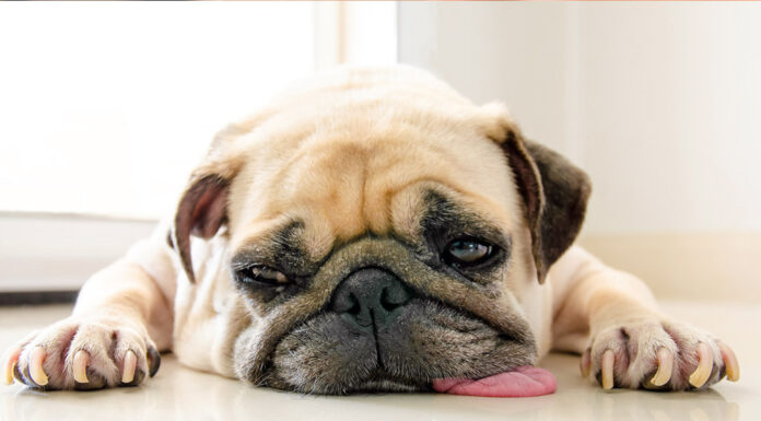 How Long Can a Pug Be Left Alone? A Complete Guide to Responsible Pug Parenting Can we leave a pug alone for 9 to 11 hours during the day?
