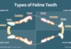 How Many Teeth Do Cats Have? A Complete Guide to Feline Dental Anatomy How Many Teeth Do Cats Have? Revealed!