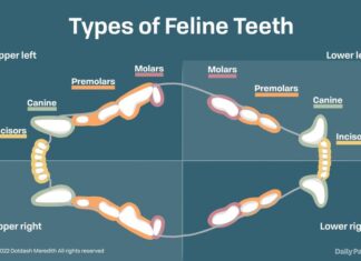 How Many Teeth Do Cats Have? A Complete Guide to Feline Dental Anatomy How Many Teeth Do Cats Have? Revealed!