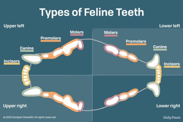 How Many Teeth Do Cats Have? Revealed!