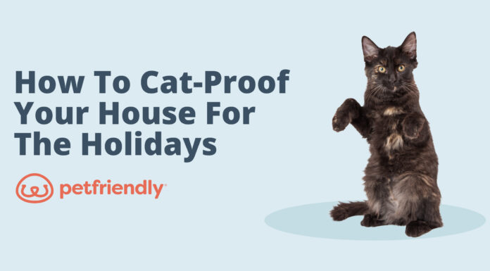 How to Cat Proof a House: A Complete Guide to Keep Your Feline Friend Safe Cat proofing advice : r/CatAdvice