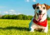 How to Keep Your Dog Healthy and Happy: A Complete Guide for Pet Parents Ten Things Pet Owners Can Do for a Healthier and Happier Dog