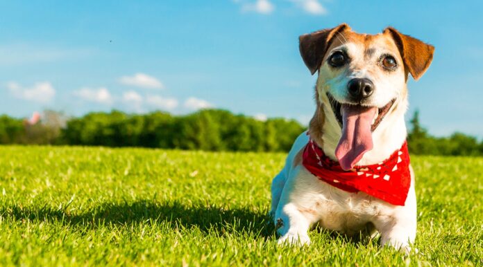 Ten Things Pet Owners Can Do for a Healthier and Happier Dog