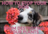 10 Incredible Plants Dogs Won’t Destroy: Create a Pet-Friendly Garden That Lasts Dog Proof Plants