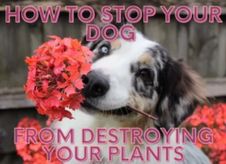 10 Incredible Plants Dogs Won’t Destroy: Create a Pet-Friendly Garden That Lasts Dog Proof Plants
