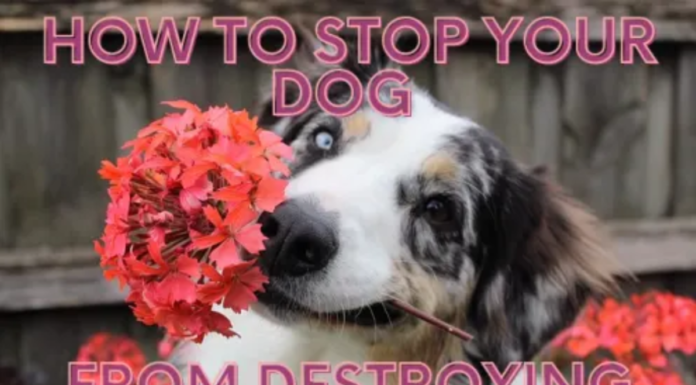 10 Incredible Plants Dogs Won’t Destroy: Create a Pet-Friendly Garden That Lasts Dog Proof Plants