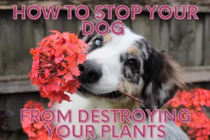 Dog Proof Plants