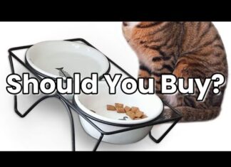 Do Cats Need Raised Bowls? A Complete Guide to Elevated Feeding Should I be using an elevated bowl? : r/CatAdvice