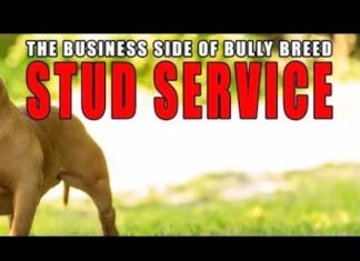 What Is A Stud Fee For Dogs: The Complete Guide to Breeding Costs in 2024 How should stud fees be calculated?