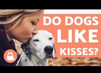 Do Dogs Know What I Love You Means? Understanding Your Furry Friend’s Emotional Intelligence New Study Shows that Dogs Do Understand “I Love You”
