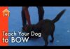 Why Do Dogs Bow to Their Owners? Understanding This Adorable Behavior What Does It Mean When A Dog Bows?