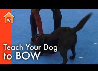 Why Do Dogs Bow to Their Owners? Understanding This Adorable Behavior What Does It Mean When A Dog Bows?