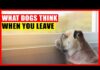 What Do Dogs Think When You Leave Them For Vacation: Understanding Your Furry Friend’s Mind When you travel without your pup do they think they've been abandoned? : r/dogs