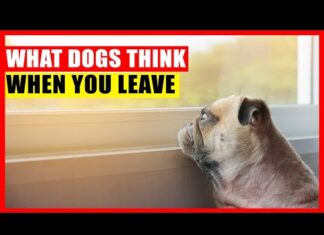 What Do Dogs Think When You Leave Them For Vacation: Understanding Your Furry Friend’s Mind When you travel without your pup do they think they've been abandoned? : r/dogs
