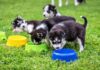 Why Is Your Husky Eating Grass? Understanding This Common Behavior Eating grass