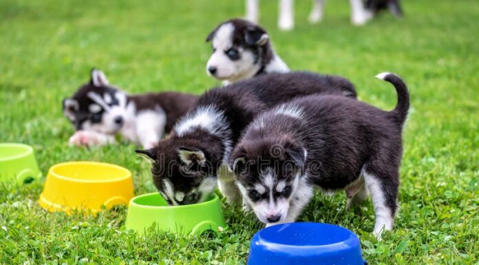 Why Is Your Husky Eating Grass? Understanding This Common Behavior Eating grass