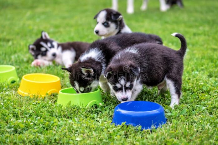 Eating grass