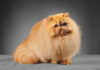 The Ultimate Guide to Part Persian Cat: Everything You Need to Know About These Gorgeous Hybrids This is the kitten im getting . He's a half Persian . Does he look Persian at all ? Or just a normal cat : r/persiancat