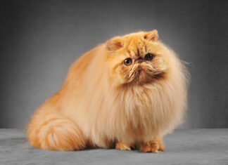 The Ultimate Guide to Part Persian Cat: Everything You Need to Know About These Gorgeous Hybrids This is the kitten im getting . He's a half Persian . Does he look Persian at all ? Or just a normal cat : r/persiancat