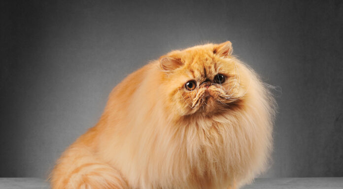 The Ultimate Guide to Part Persian Cat: Everything You Need to Know About These Gorgeous Hybrids This is the kitten im getting . He's a half Persian . Does he look Persian at all ? Or just a normal cat : r/persiancat