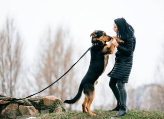 Does Ignoring a Dog Work as Punishment? Understanding Effective Dog Training Methods Is ignoring your dog negative reinforcement? : r/Dogtraining
