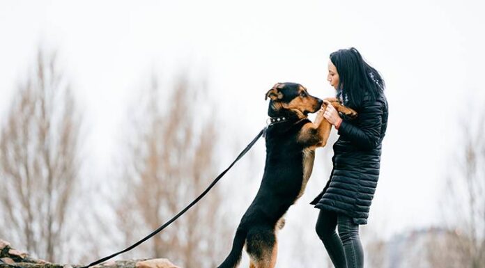 Does Ignoring a Dog Work as Punishment? Understanding Effective Dog Training Methods Is ignoring your dog negative reinforcement? : r/Dogtraining