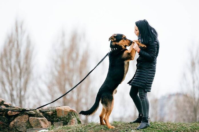 Is ignoring your dog negative reinforcement? : r/Dogtraining