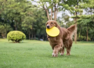 Is It Bad for My Dog to Lick Metal? Understanding This Strange Behavior Why Does My Dog Lick Metal? Expert Answers & Solutions
