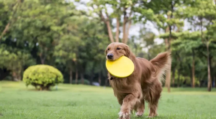 Is It Bad for My Dog to Lick Metal? Understanding This Strange Behavior Why Does My Dog Lick Metal? Expert Answers & Solutions
