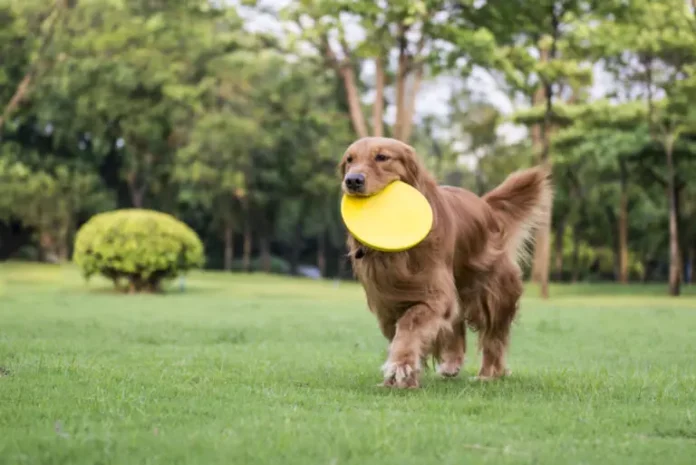 Why Does My Dog Lick Metal? Expert Answers & Solutions