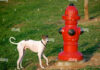 Why Do Dogs Like Fire Hydrants? The Real Truth Behind This Canine Obsession ELI5: Why do dogs pee on fire hydrants? : r/explainlikeimfive