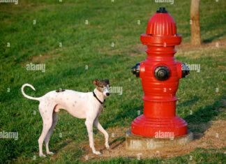 Why Do Dogs Like Fire Hydrants? The Real Truth Behind This Canine Obsession ELI5: Why do dogs pee on fire hydrants? : r/explainlikeimfive