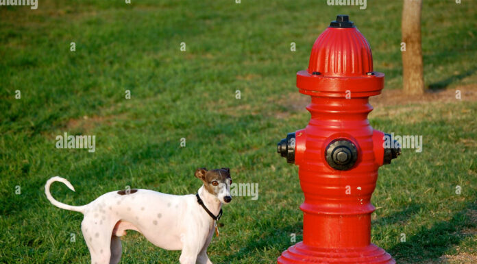 Why Do Dogs Like Fire Hydrants? The Real Truth Behind This Canine Obsession ELI5: Why do dogs pee on fire hydrants? : r/explainlikeimfive