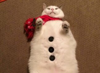 10 Adorably Cute Chubby Cat Breeds That Will Steal Your Heart 12 Round