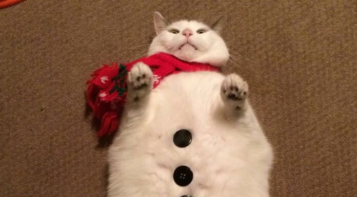 10 Adorably Cute Chubby Cat Breeds That Will Steal Your Heart 12 Round