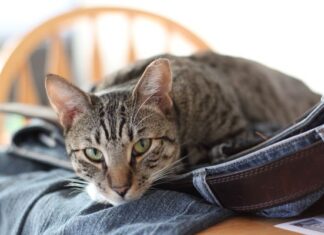 KittyKind: Your Ultimate Guide to NYC’s Most Compassionate Cat Rescue Organization KittyKindkittykind.org