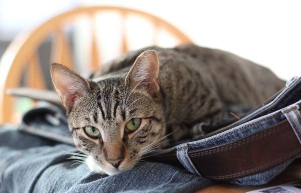 KittyKind: Your Ultimate Guide to NYC’s Most Compassionate Cat Rescue Organization KittyKindkittykind.org