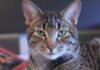 Professional Cat Sitting Services in Astoria: Your Feline’s Home Away From Home Bark & Bone Dog Walkers and Cat Sitters – Astoria's Most Trusted and Local Dog Walking and Cat Sitting Professionals!barknbone.com