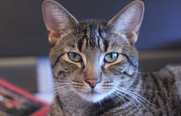 Professional Cat Sitting Services in Astoria: Your Feline’s Home Away From Home Bark & Bone Dog Walkers and Cat Sitters – Astoria's Most Trusted and Local Dog Walking and Cat Sitting Professionals!barknbone.com