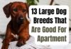 10 Best Large Dog Breeds for Apartments: Size Doesn’t Matter! Best Large Dogs for Apartments