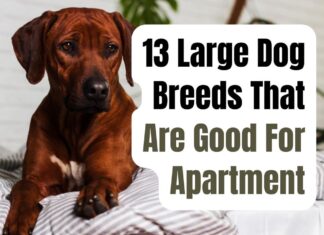 10 Best Large Dog Breeds for Apartments: Size Doesn’t Matter! Best Large Dogs for Apartments