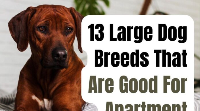 10 Best Large Dog Breeds for Apartments: Size Doesn’t Matter! Best Large Dogs for Apartments