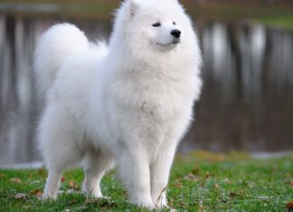 15 Best Cold Weather Dogs That Thrive in Chilly Climates The 20 Best Cold