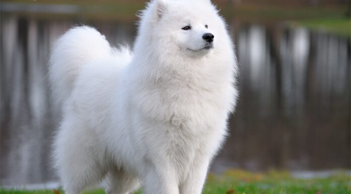 15 Best Cold Weather Dogs That Thrive in Chilly Climates The 20 Best Cold