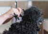 How to Keep Dogs Hair from Matting: Essential Tips for a Tangle-Free Coat Help! My Dog's Hair is Matted