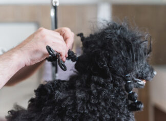 How to Keep Dogs Hair from Matting: Essential Tips for a Tangle-Free Coat Help! My Dog's Hair is Matted