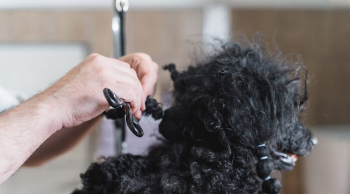 How to Keep Dogs Hair from Matting: Essential Tips for a Tangle-Free Coat Help! My Dog's Hair is Matted
